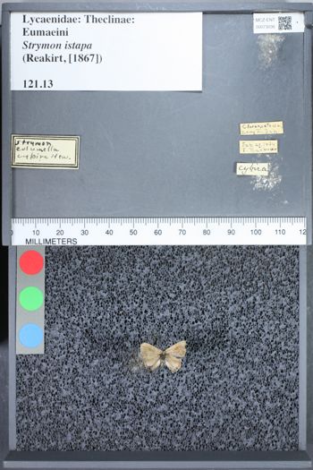 Media type: image;   Entomology 73036
